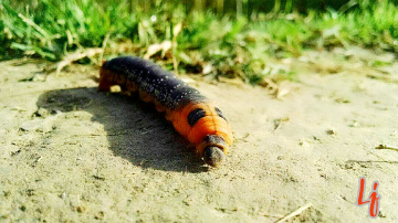 a Caterpillar 