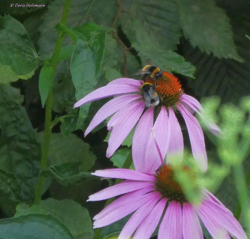 Echinacea with bumblebees