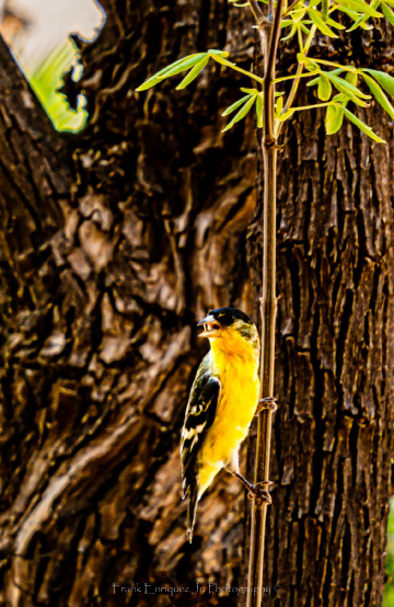 A 'Yellow' Bird