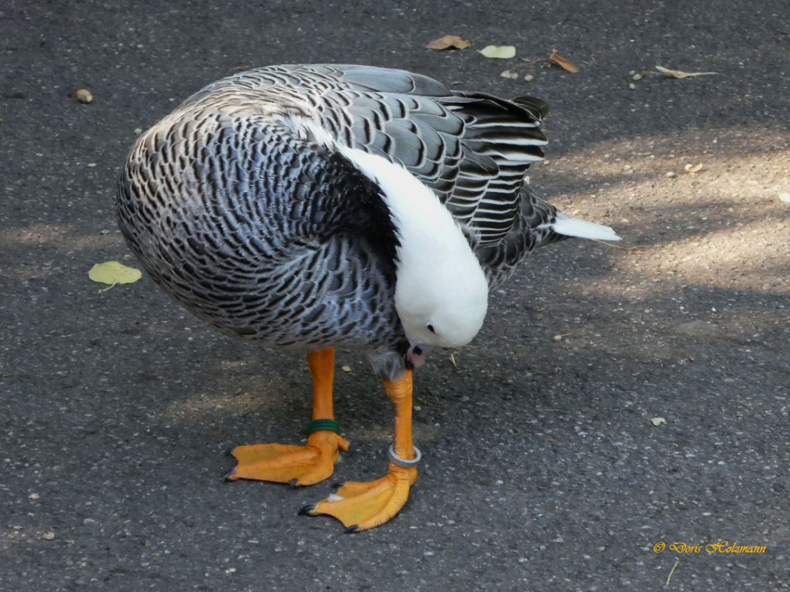 emperor goose (Anser canagicus)