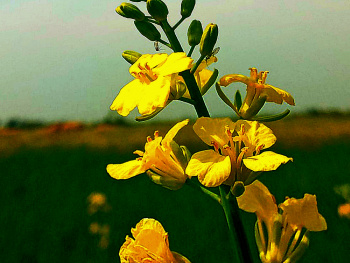 Mustard blossom
