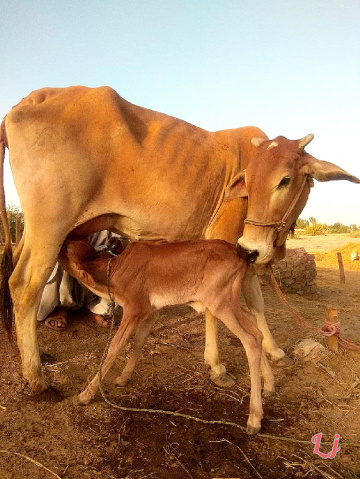 Red-Sindhi Cow & Calf
