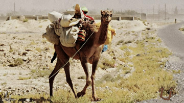 'Birahui' Camel