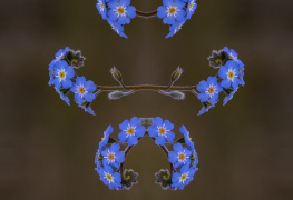 Kır Çiçeği - Ayna Efektli