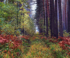 ... forest roads, autumn, Polonya