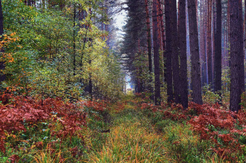... forest roads, autumn, Polonya