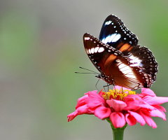 bunga dan kupu