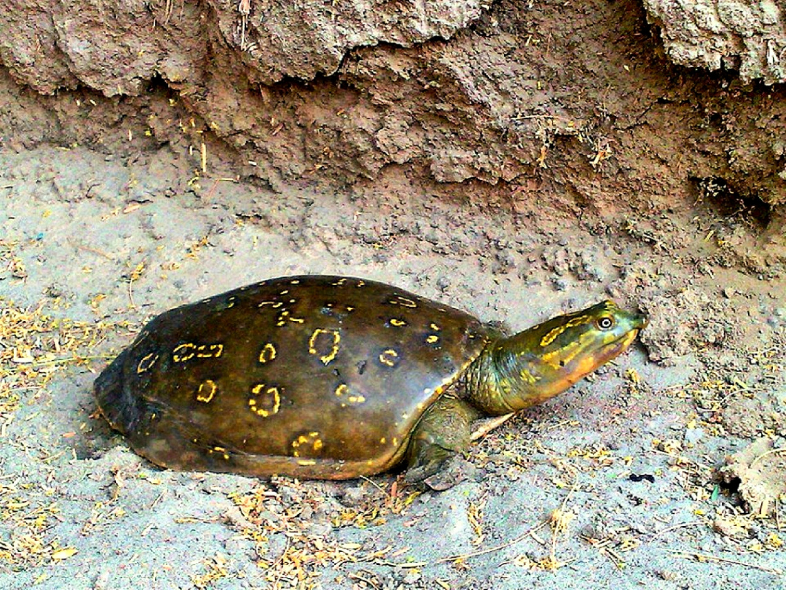 POND TURTLE of our village 