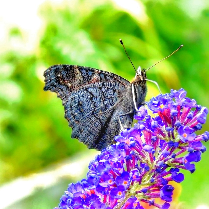 BLACK BUTTERFLY AND BUDDLEIA 