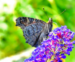 BLACK BUTTERFLY AND BUDDLEIA 