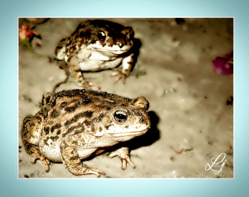Large Toads