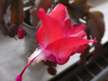 Blossom of the Christmas cactus