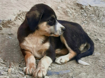 Cute Puppy 