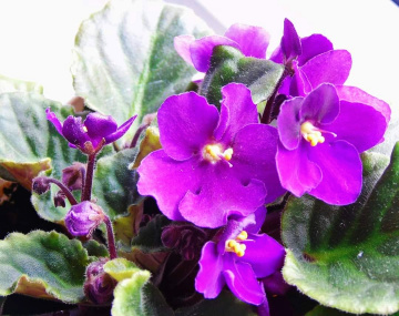 VIOLETS IN THE POT