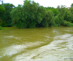 Flooding on the Rhine 
