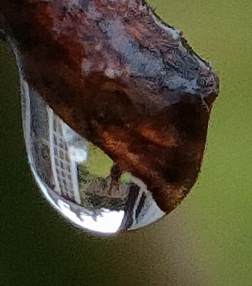 A DROP OF WATER ON A TWIG