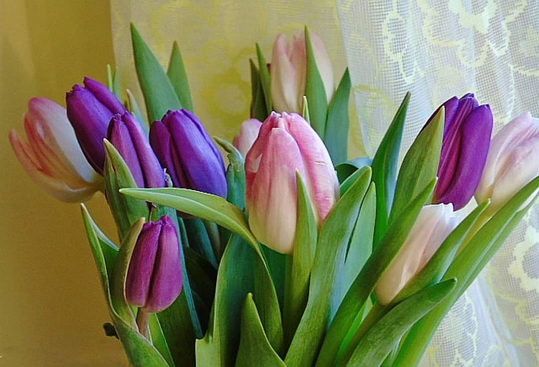 BOUQUET OF  COLOURFUL TULIPS