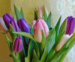BOUQUET OF  COLOURFUL TULIPS