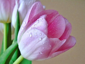 TULIP AND WATERDROPS