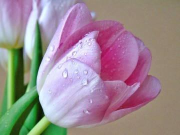 TULIP AND WATERDROPS
