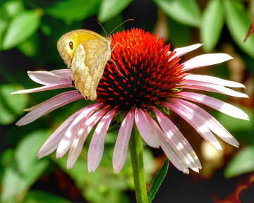 ECHINACEA AND BUTTERFLY 