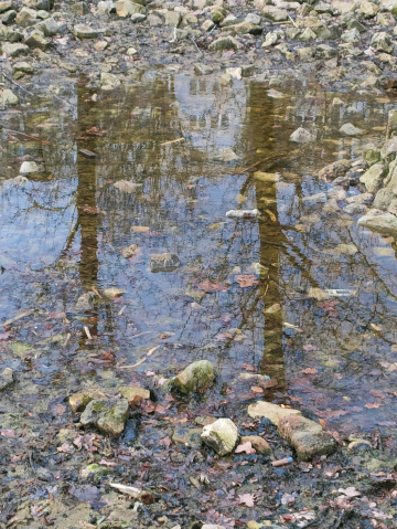 REFLECTIONS IN  A PUDDLE 