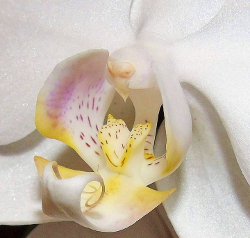  ORCHID HEART