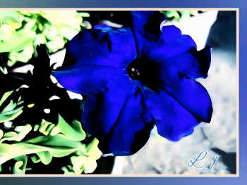 Blue Petunia 