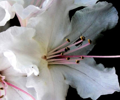 WHITE RHODODENDRON 