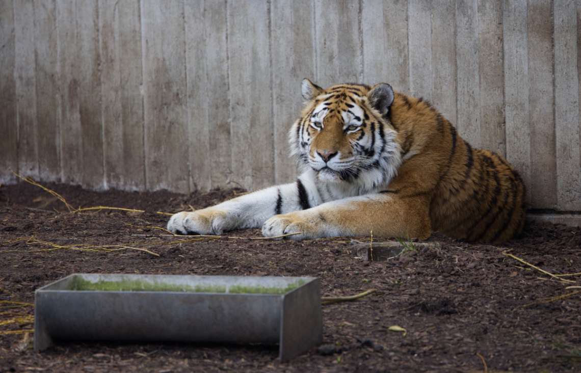 Amur Tiger - Kbh Zoo - April 2023.