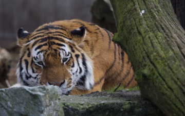 Amur Tiger - Kbh Zoo - April 2023.
