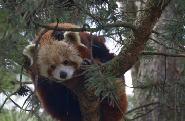 Rød Panda - April 2023 i Kbh Zoo...