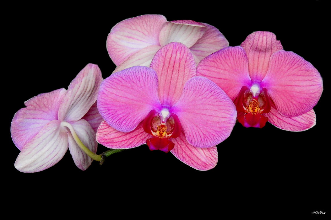 Orquídeas 