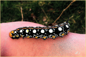 1st  caterpillar of the season⚜