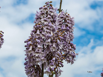 Pawlonia Ağacının çiçekleri