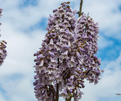 Pawlonia Ağacının çiçekleri