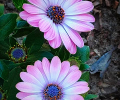 AFRICAN DAISIES