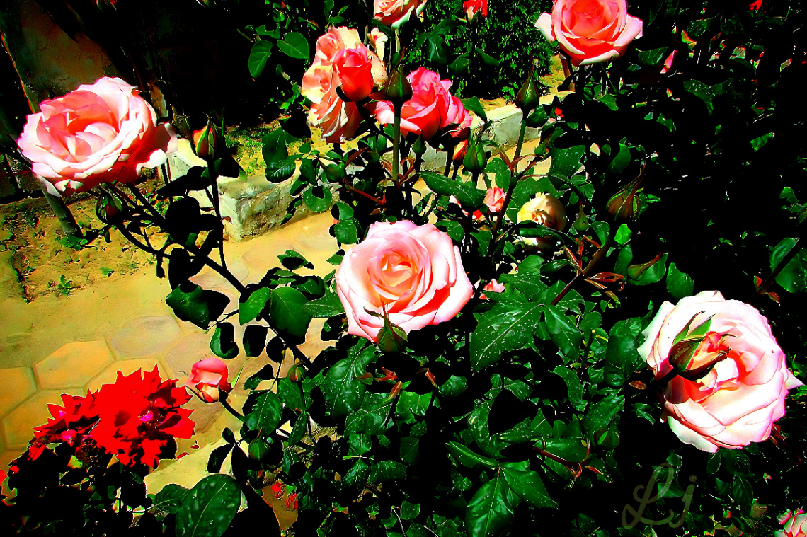 Roses ⚜