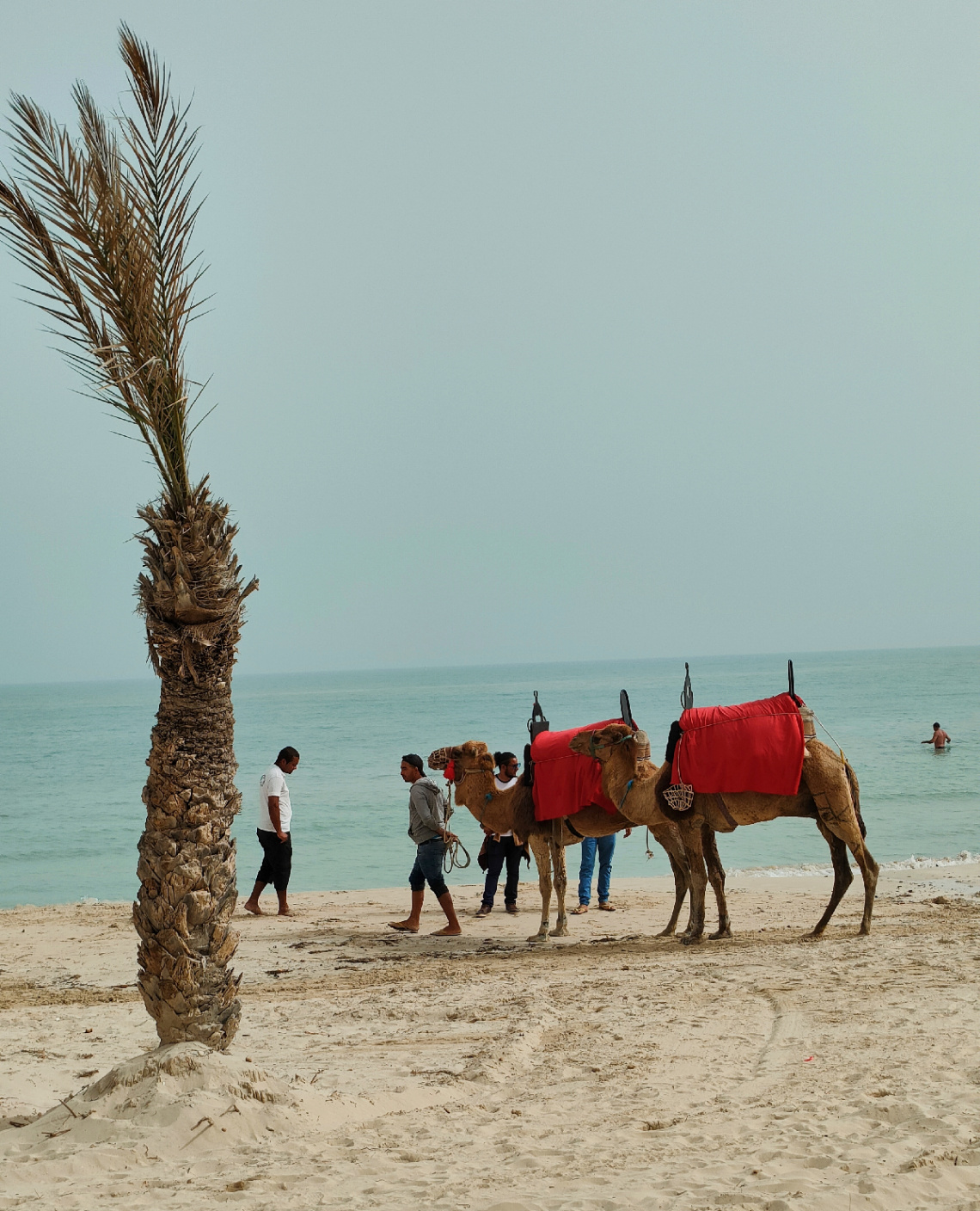 CAMELS ON THE BEACH