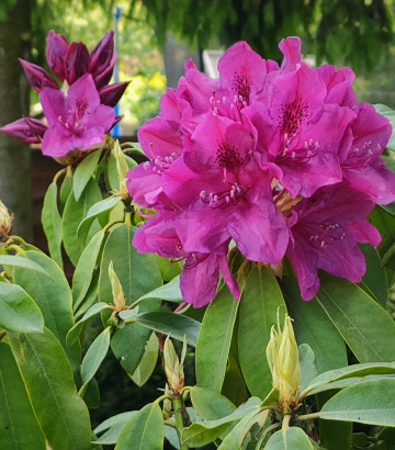 RHODODENDRON 
