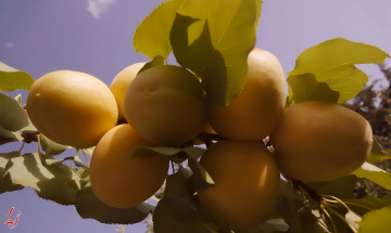 زردآلو، Apricots ⚜