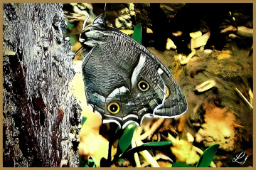 Butterfly ❤️⚜❤️