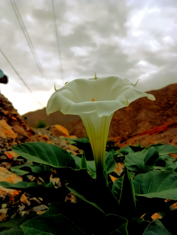 دھتورہ،Datura flower ⚜⚜