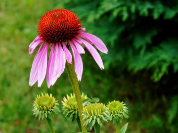 PINK ECHINACEA WITH BUDS 