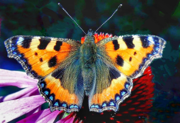 COLORFUL BUTTERFLY 