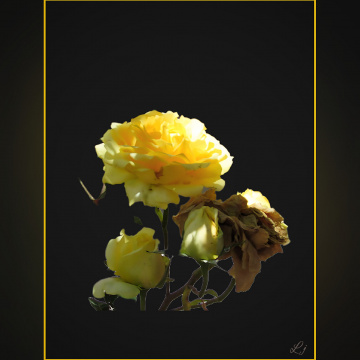 Golden Rose ❤️⚜❤️