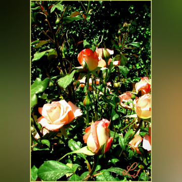 Roses ⚜⚜