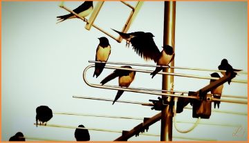 Swallows ⚜⚜ 