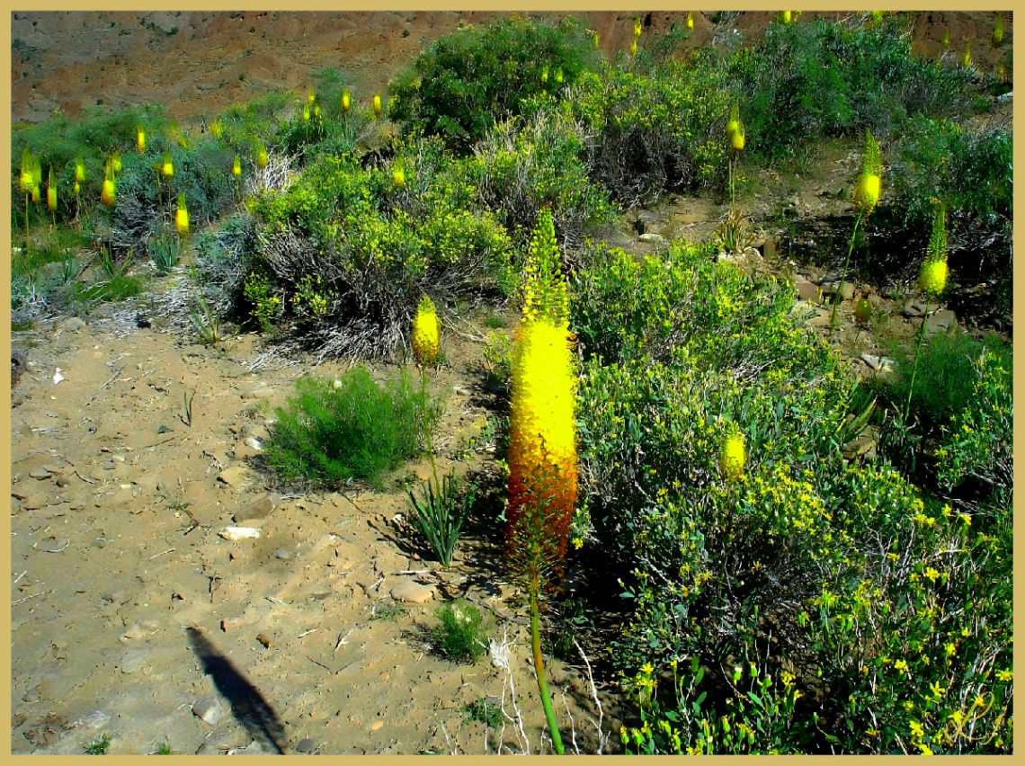 Wild flora of Chiltan Mountain ⚜ ⚜ 