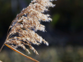 Phragmites australis, the common reed